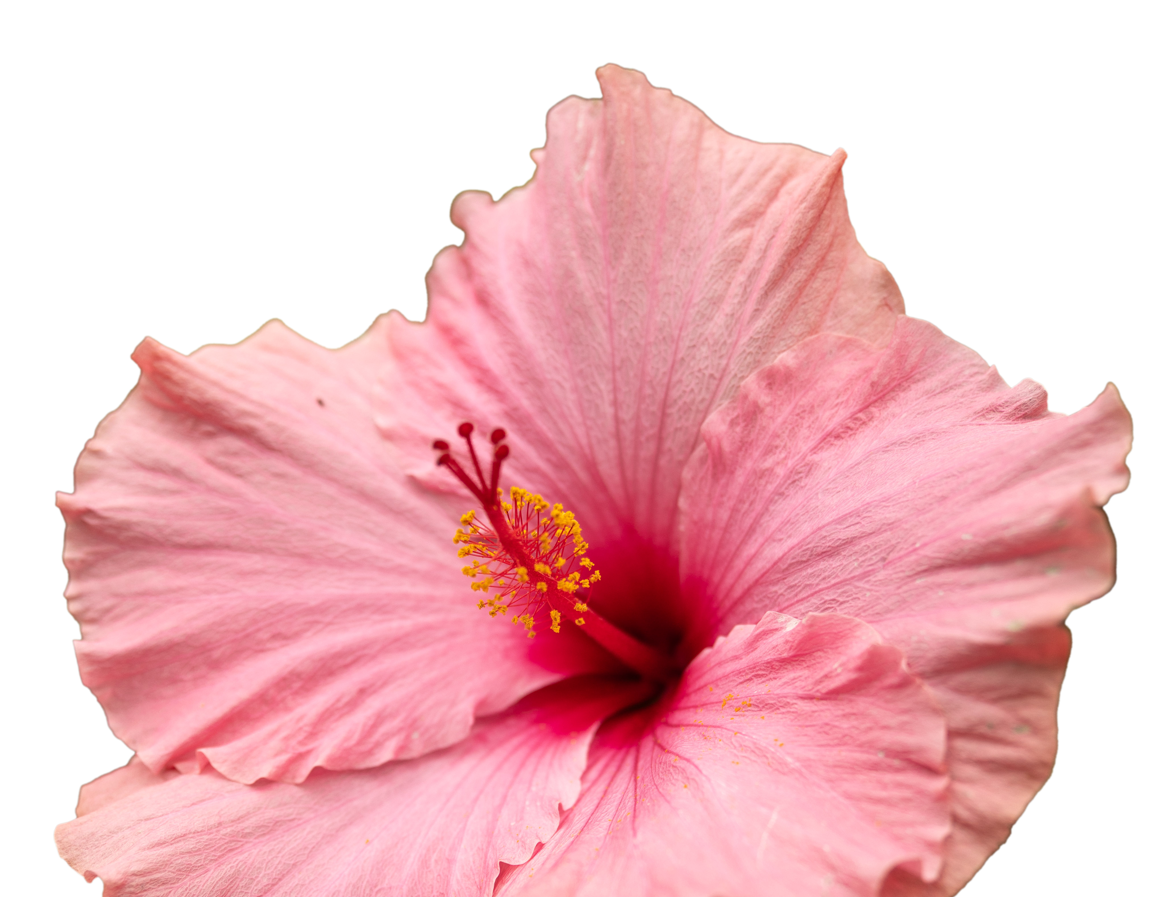 Pink hibiscus flower