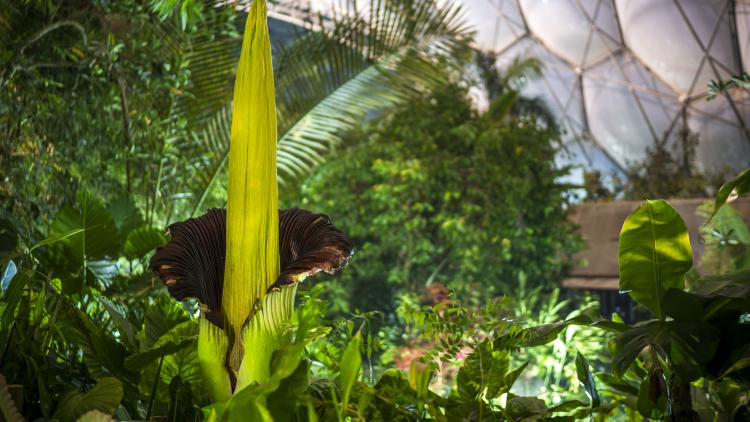 Titan arum flowering in the Rainforest Biome