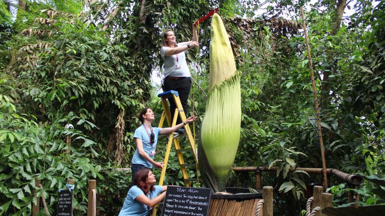 Eden staff measuring the height of a titan arum