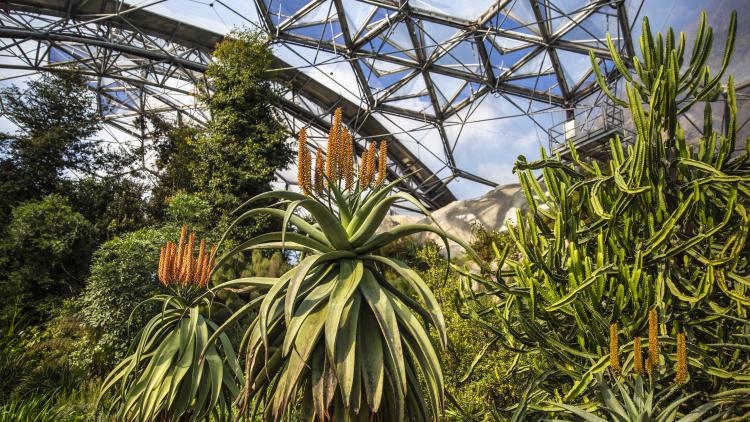 Aloes in the Mediterranean Biome at the Eden Project