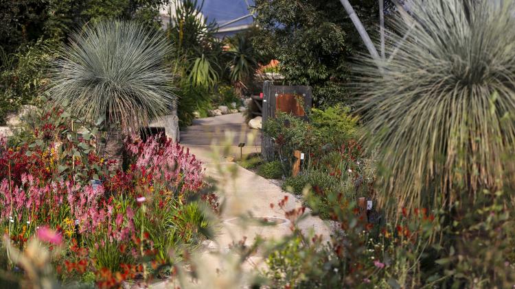 Colourful plants from Australia in Mediterranean Biome