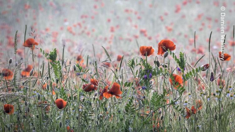 Poppies and other wildflowers growing in abundance