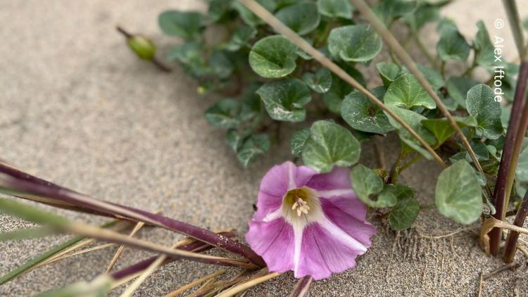 A purple flower laying on the sand, with green foliage