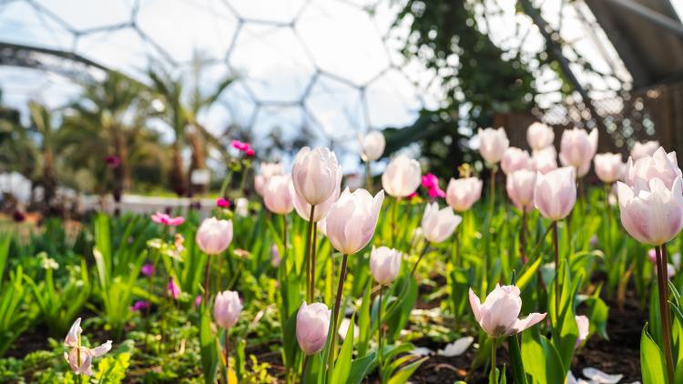 Pink tulips bloom in the Meditteranean Biom of the Eden Project
