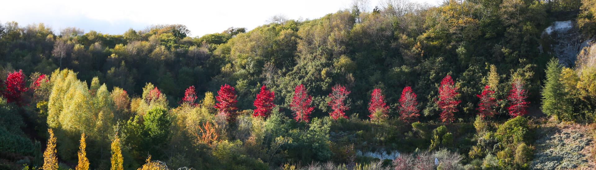 Liquidambar