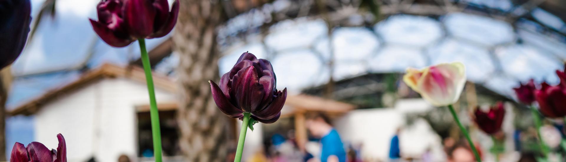 Close up shot of tulips in Mediterranean Biome with Med Terrace in the background